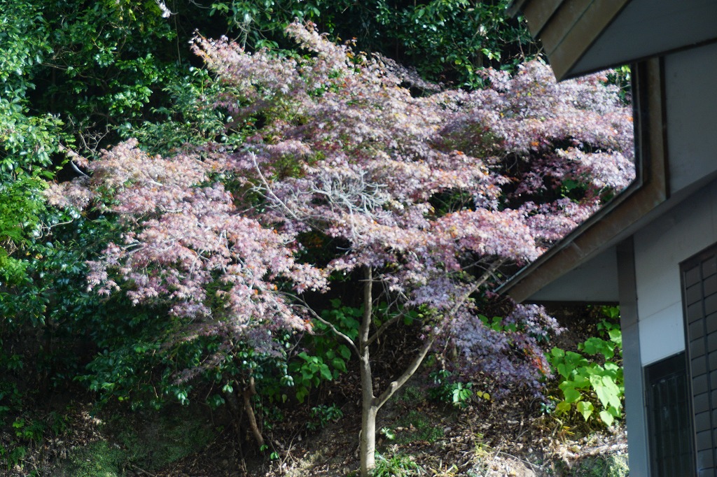 これは春日神社にある桜です。