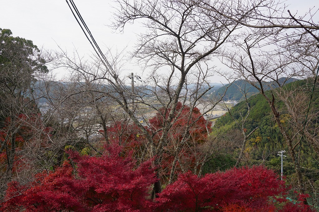 これは龍松山城跡の紅葉です。