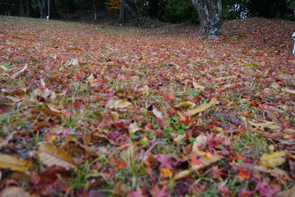 これは龍松山城跡の落ち葉です。