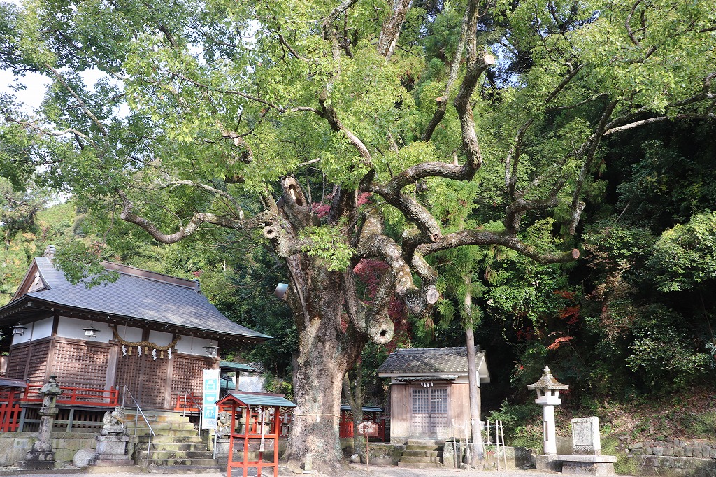 これは春日神社の大木です。
