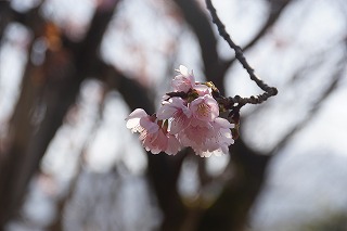 桜　ズーム