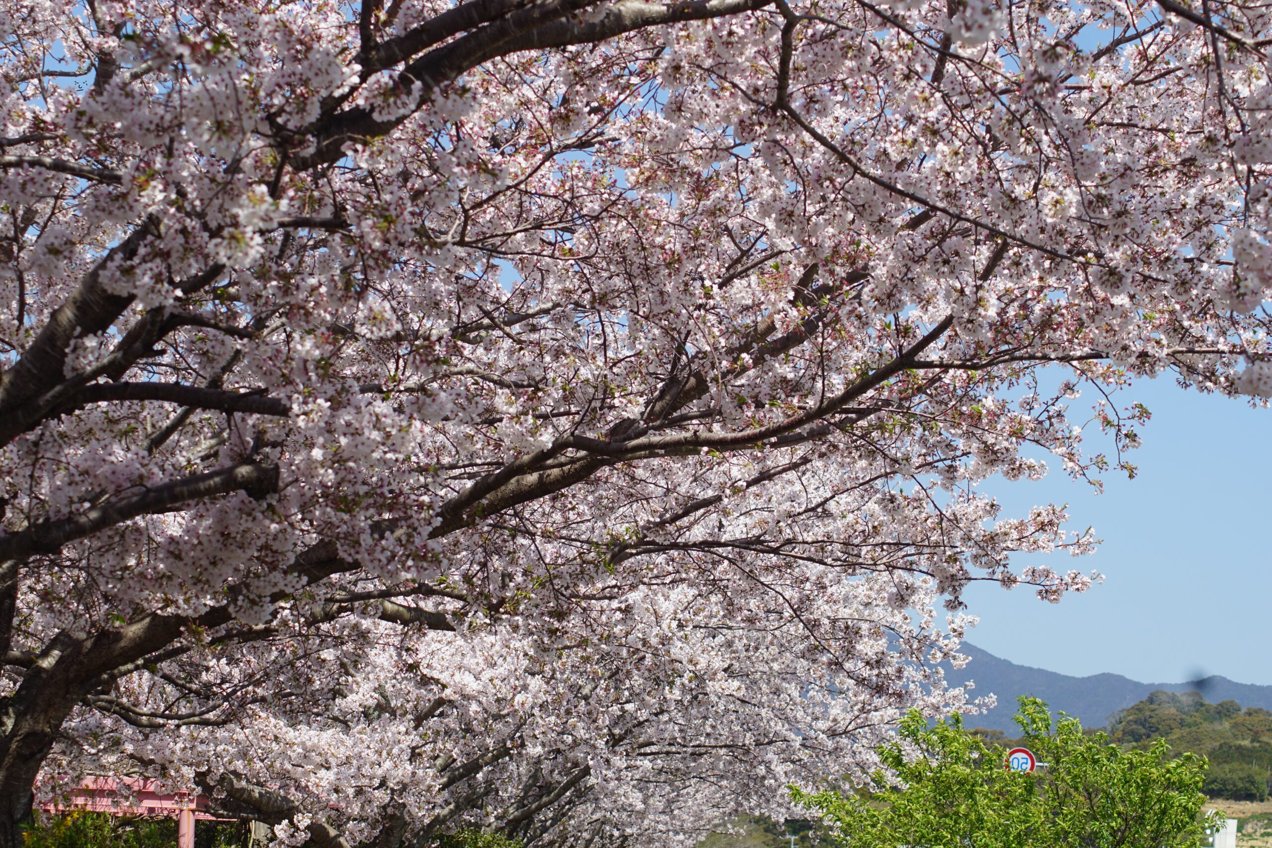 彦五郎公園の桜