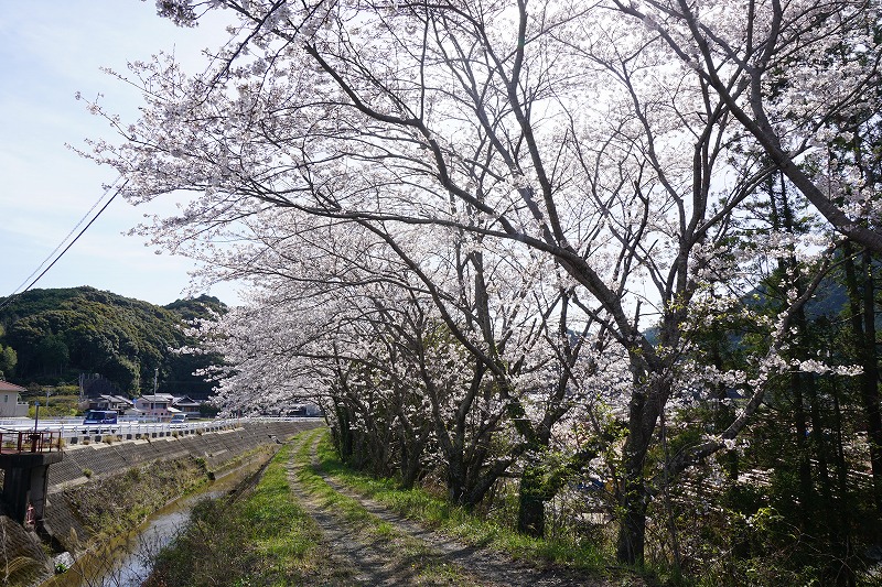 田熊の桜　