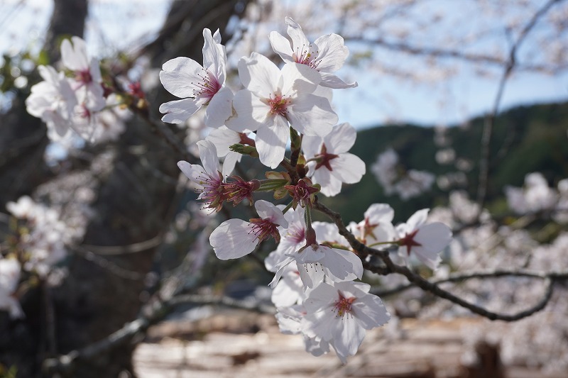 田熊の桜　