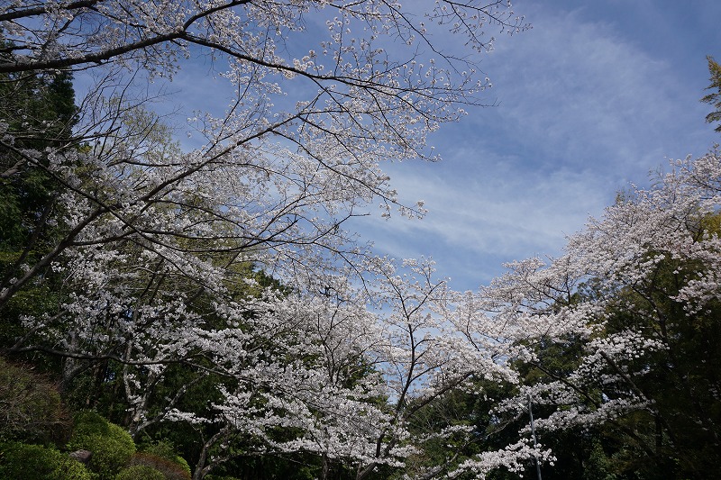 普大寺の桜