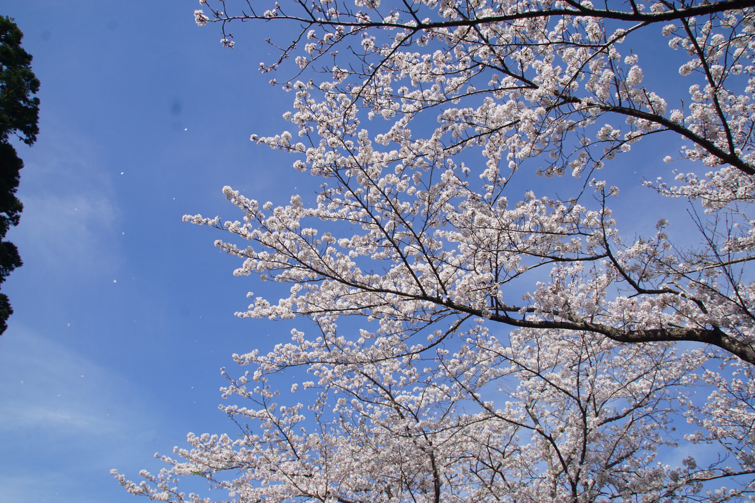 生馬の林業センターの桜　