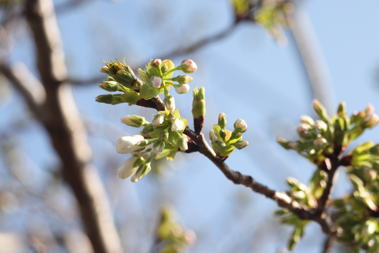 上富田中学校の桜