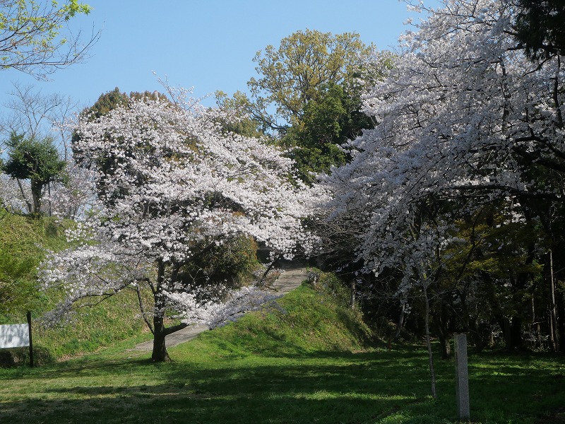 これは龍松山の桜です。