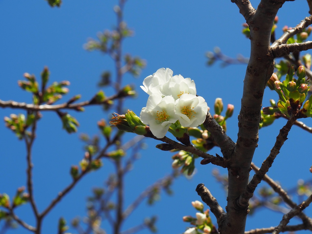 上富田中学校の桜