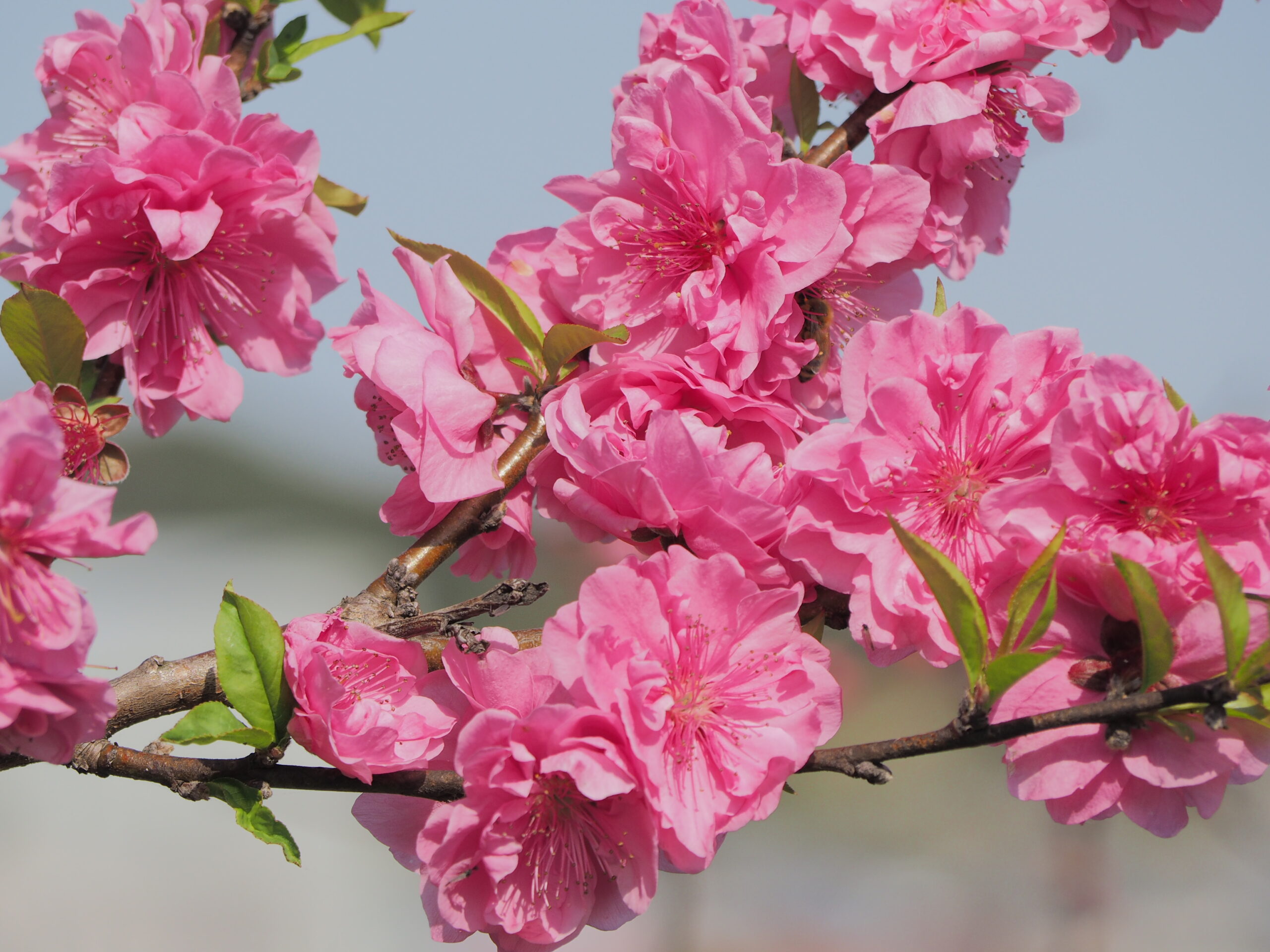 彦五郎公園の桜