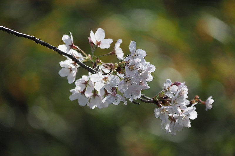 龍松山の桜　