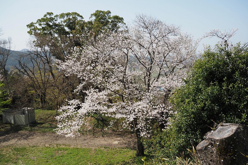 龍松山の桜