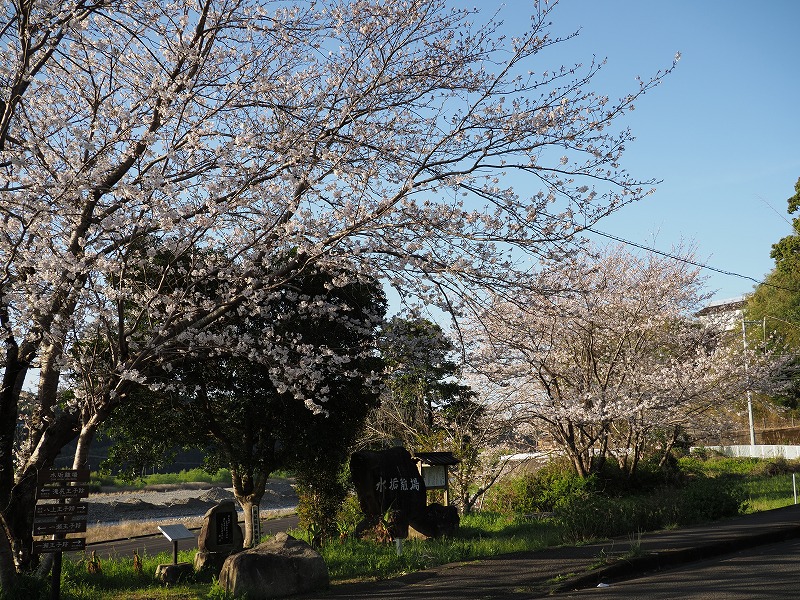 稲葉根王子の桜