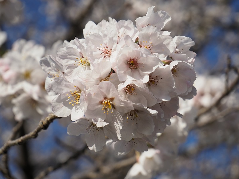 稲葉根王子の桜