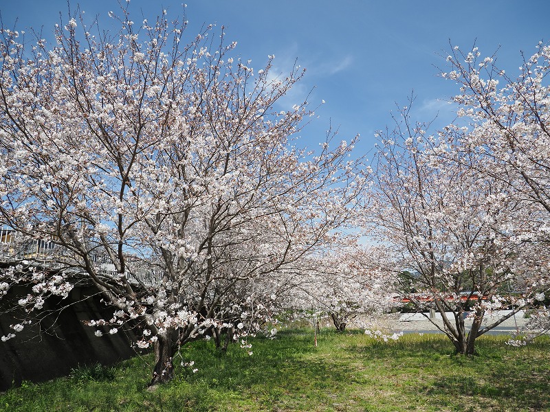 下鮎川の桜