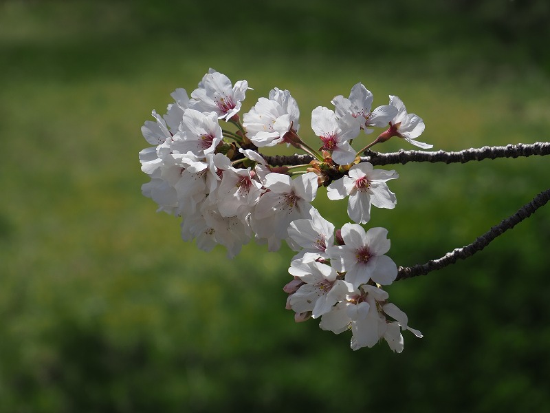 下鮎川の桜