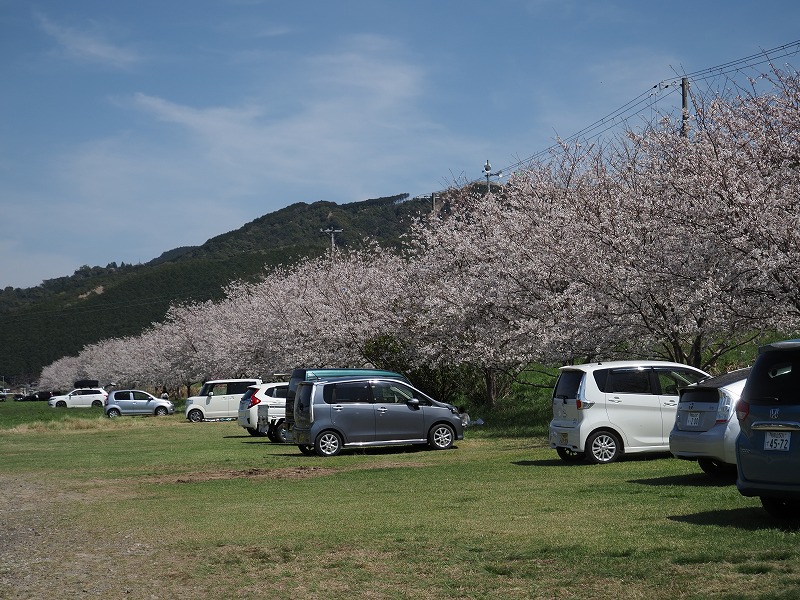 市ノ瀬の桜　～南岸～