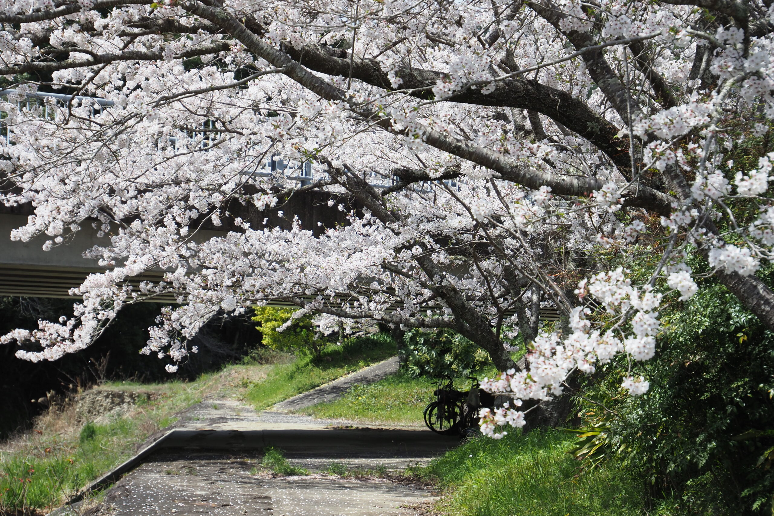 生馬のバス停の桜　