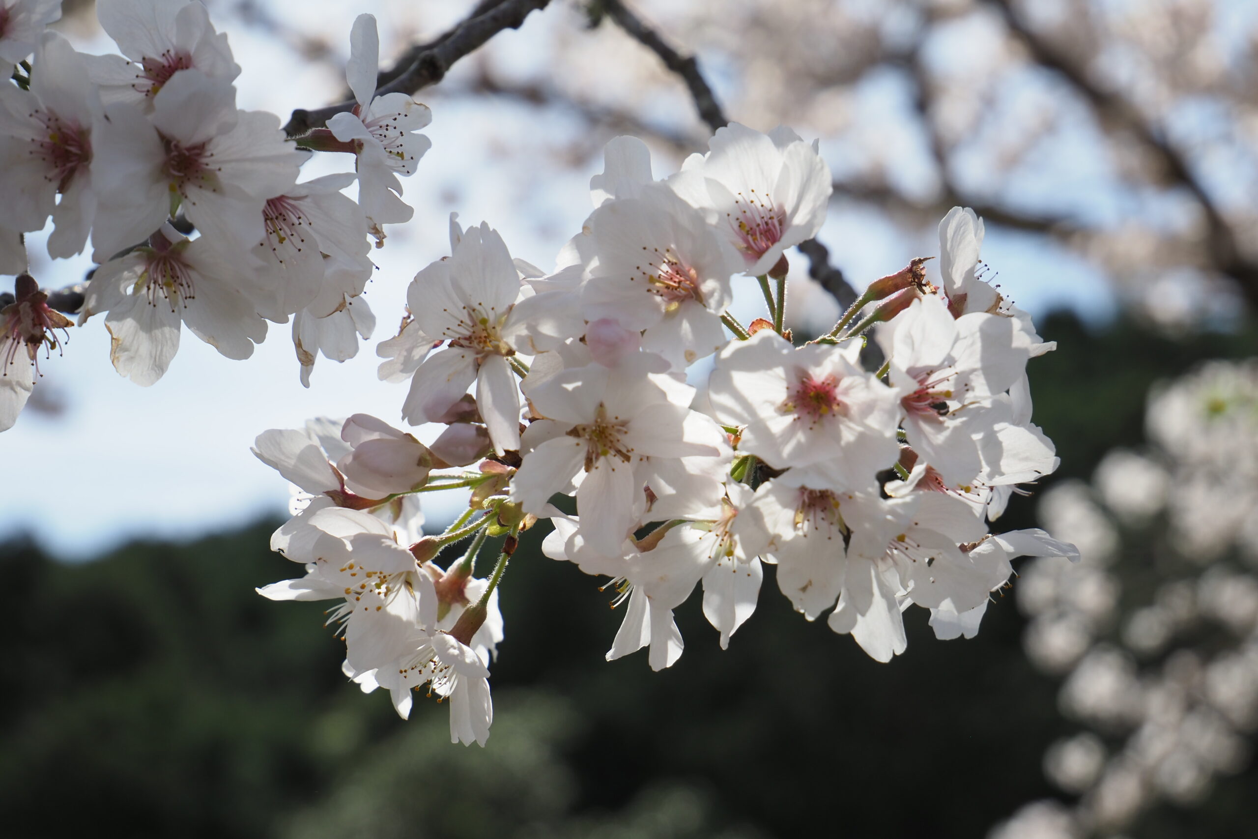 生馬のバス停の桜　